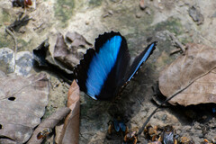 Morpho deidamia