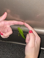 Stilpnochlora