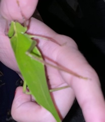 Stilpnochlora