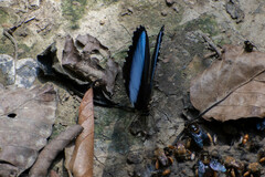 Morpho deidamia