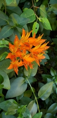 Alstroemeria ligtu