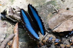 Morpho deidamia