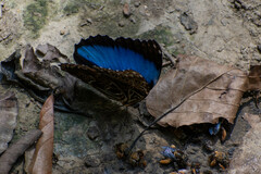 Morpho deidamia