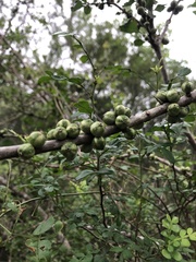 Randia obcordata