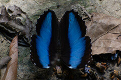 Morpho deidamia