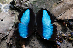 Morpho deidamia