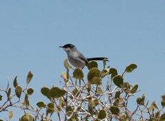 Polioptila