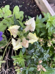 Antirrhinum