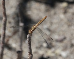 Erythrodiplax basifusca