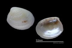 Acila insignis