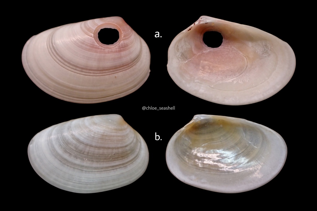 Pseudocadella