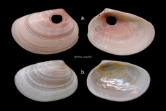 Pseudocadella lubrica