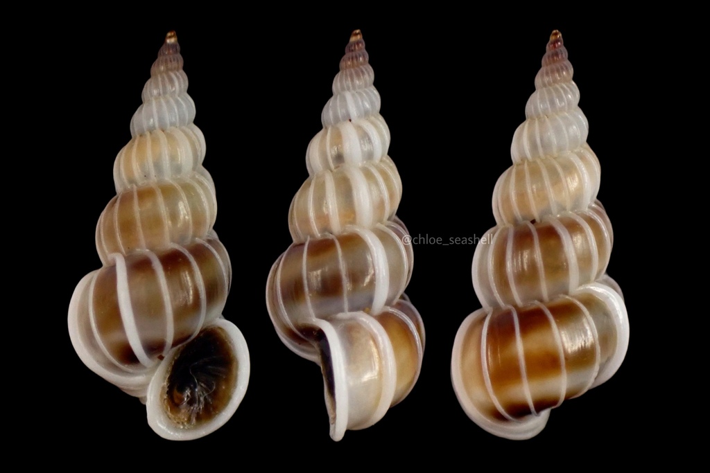 Epitonium auritum