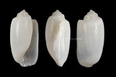 Decorifer insignis