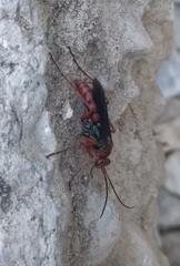 Tachypompilus ferrugineus