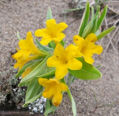 Lithospermum canescens