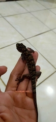 Gekko monarchus