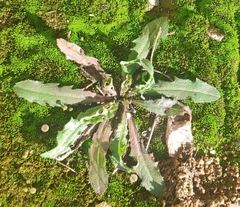 Hypochaeris glabra