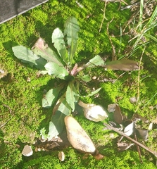 Hypochaeris glabra