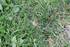 Mycena olivaceomarginata