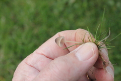 Mycena olivaceomarginata