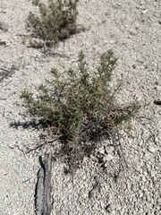 Astragalus kentrophyta elatus
