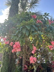 Mussaenda philippica