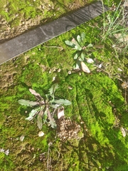 Hypochaeris glabra