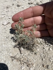 Astragalus kentrophyta elatus