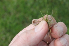 Mycena olivaceomarginata