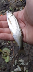 Squalius cephalus