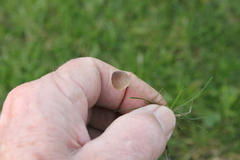 Mycena olivaceomarginata