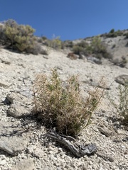 Astragalus kentrophyta elatus