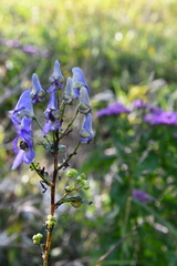 Aconitum kusnezoffii