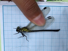 Leptogomphus lansbergei