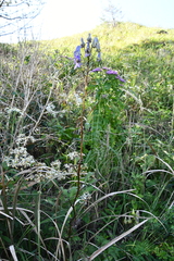 Aconitum kusnezoffii
