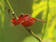Neurothemis ramburii
