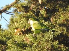 Myiopsitta monachus