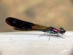 Heliocypha fenestrata