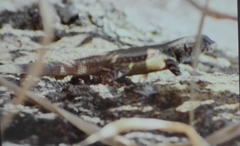 Sceloporus nelsoni