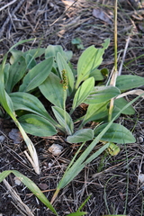 Plantago camtschatica