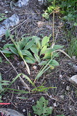 Plantago camtschatica