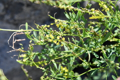 Melilotus suaveolens