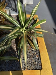 Agave decipiens