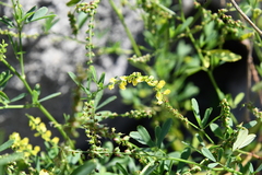 Melilotus suaveolens