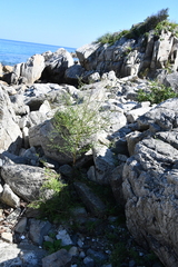 Melilotus suaveolens