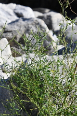 Melilotus suaveolens