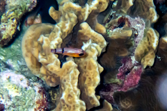 Apogon townsendi
