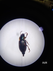 Bradybaenus festivus