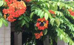 Papilio memnon agenor